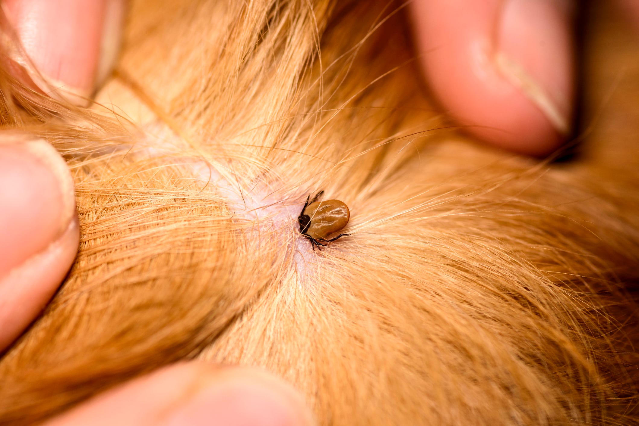 Scabies Mites Dogs