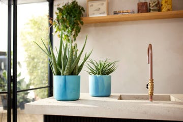 a couple of potted plants on a window sill