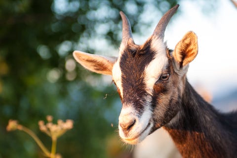 7 Popular Dairy Goat Breeds | Best Dairy Goats for Beginners