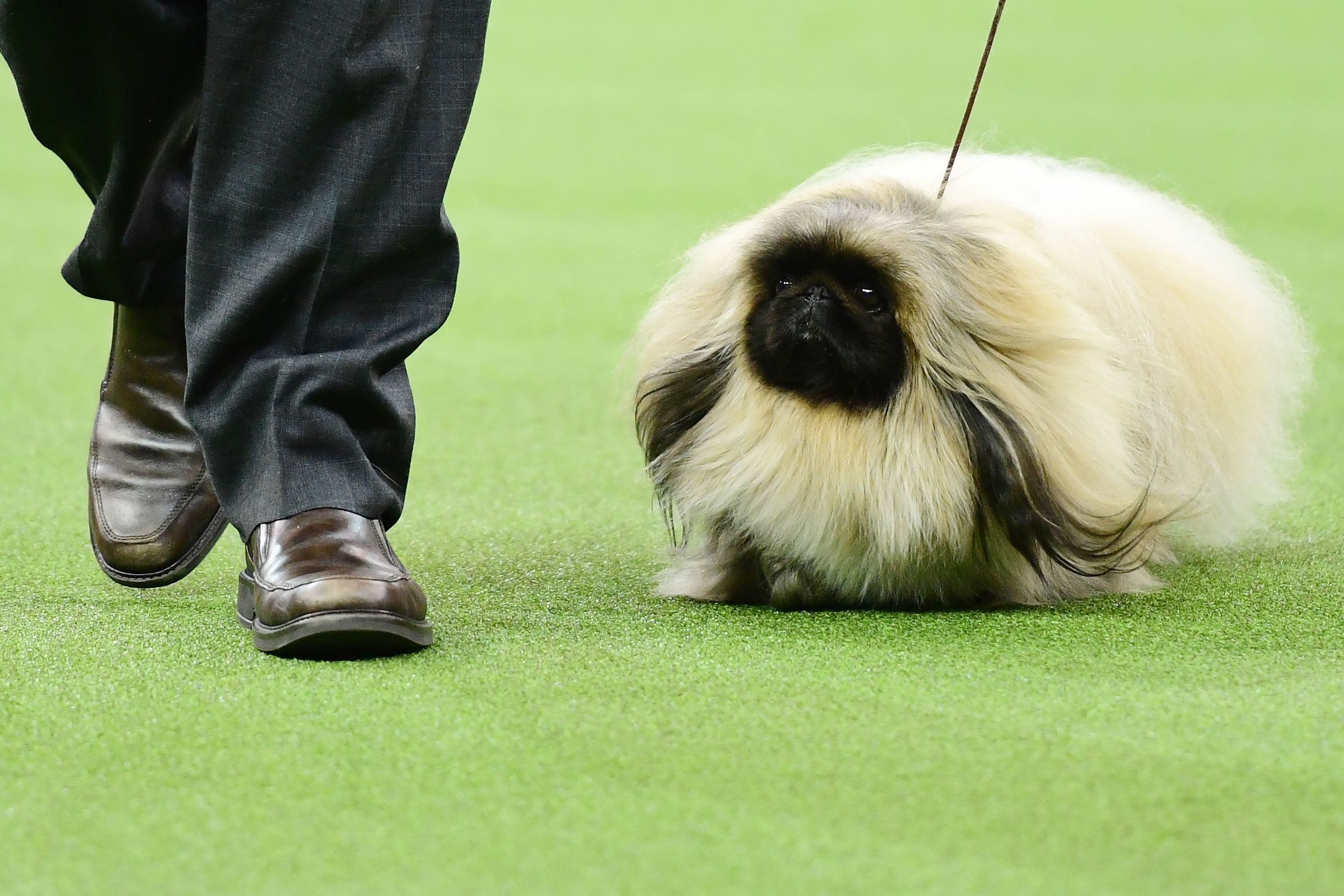 New westminster best sale dog show 2019