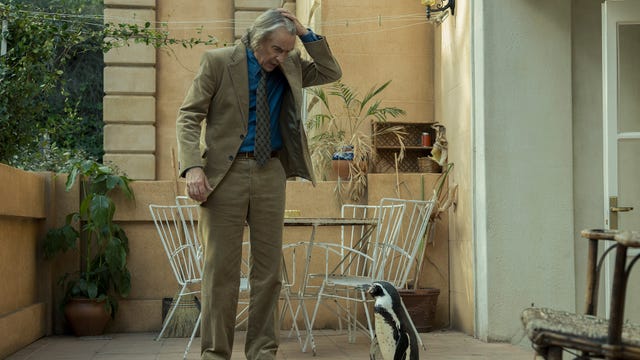 penguin lessons