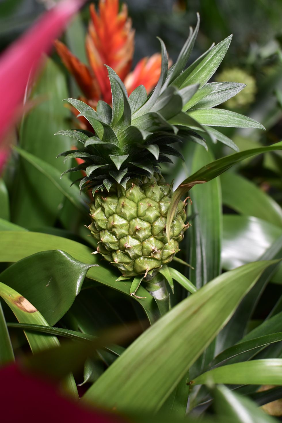 the pineapple plant