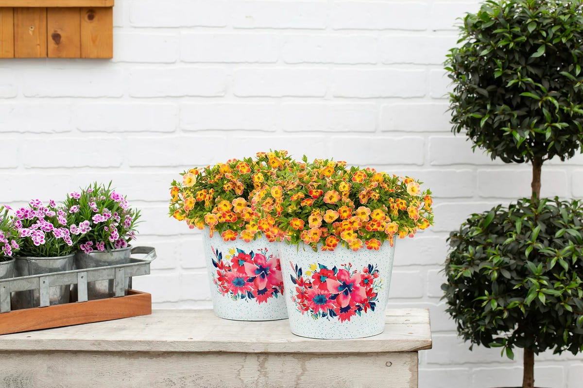 The Pioneer Woman Plants at Walmart - Where to Buy Ree Drummond's Flowers