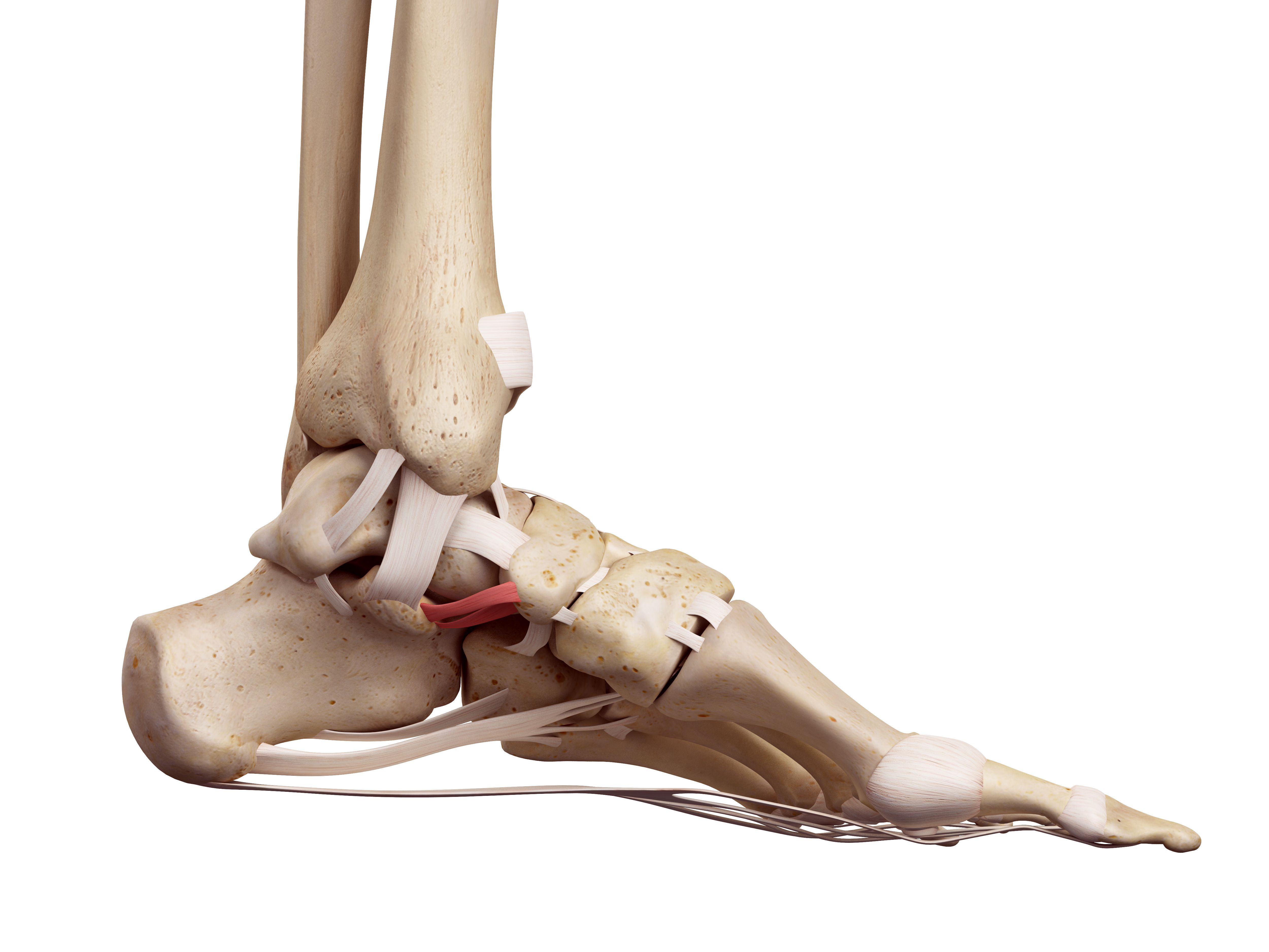 Plantar Fasciitis Physical Therapy for Heel Pain | ATI
