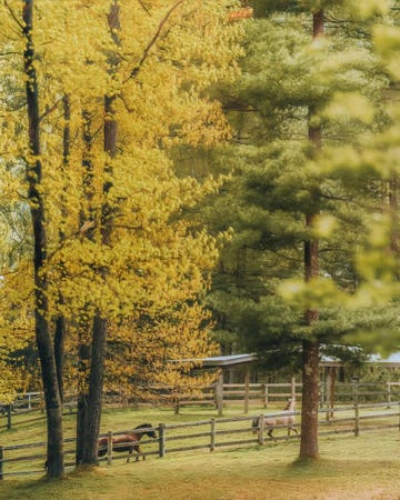 horses running in a field next to trees