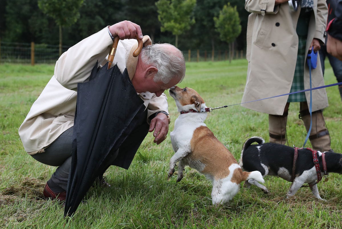 17 Photos of King Charles with His Dogs