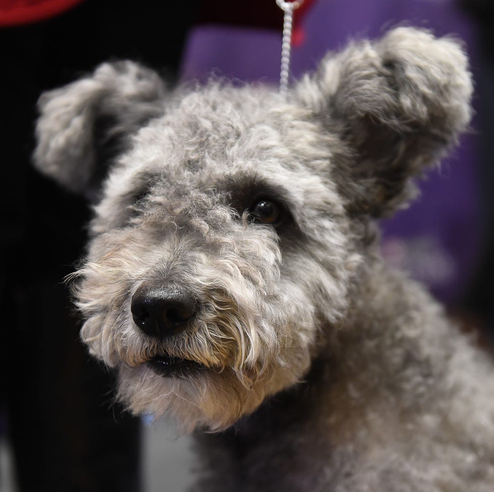 a close up of a gray pumi