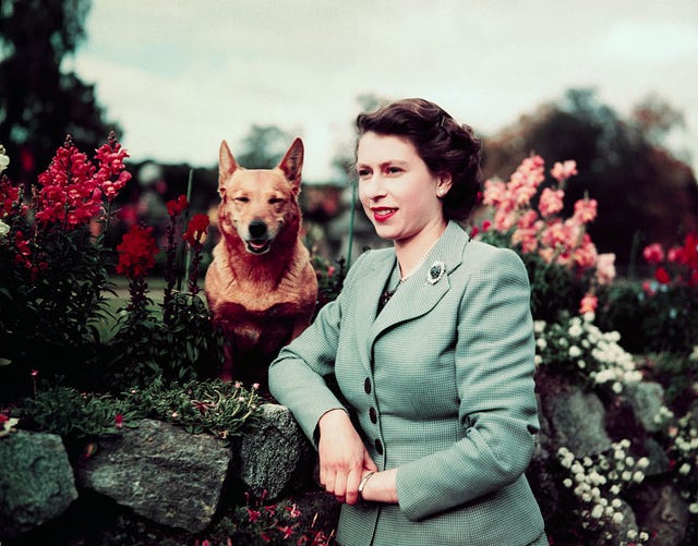 the queen corgis