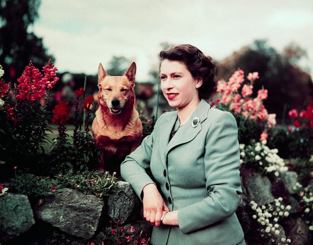 the queen corgis