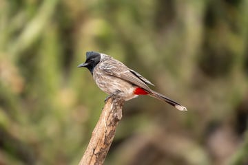 roodbuikbuulbuul pycnonotus cafer