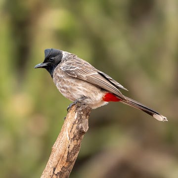roodbuikbuulbuul (Pycnonotus cafer) roodbuikbuulbuul pycnonotus cafer