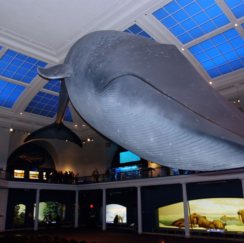 new ocean exhibit set to reopen in new york