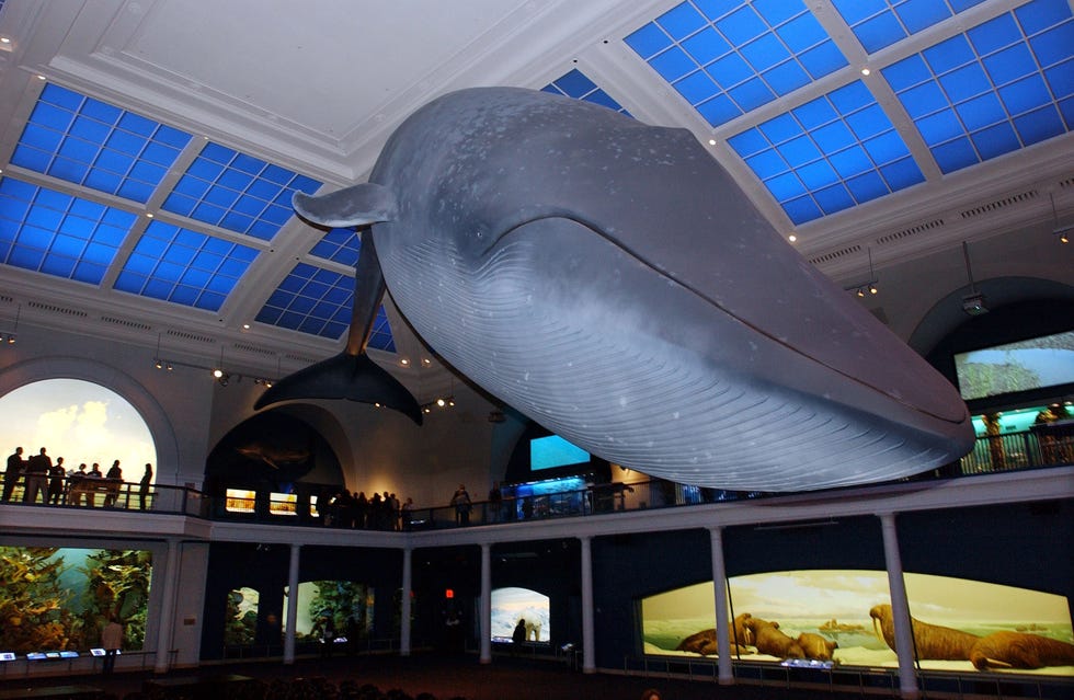 new ocean exhibit set to reopen in new york