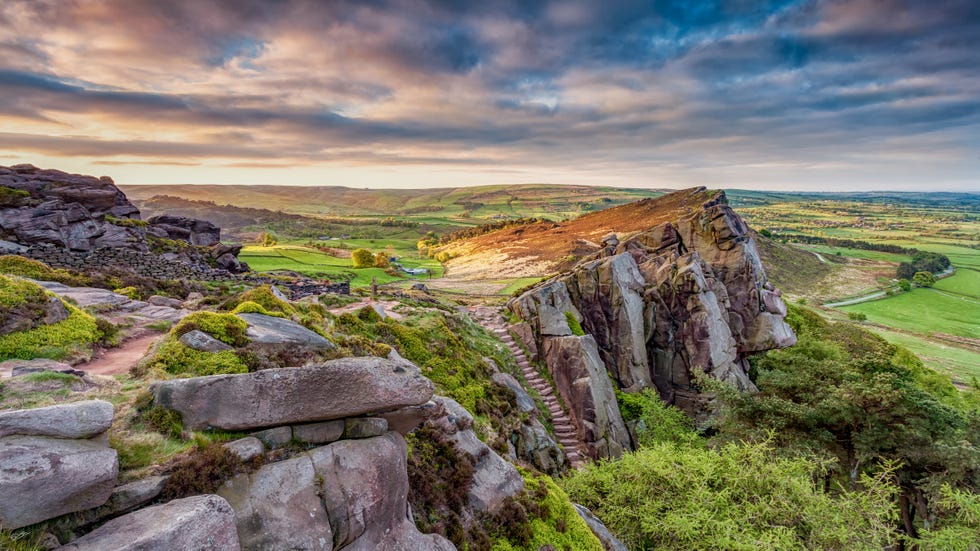 the roaches