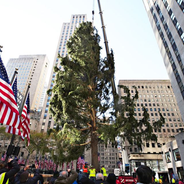 2020 christmas tree delivered to rockefeller center for holiday season