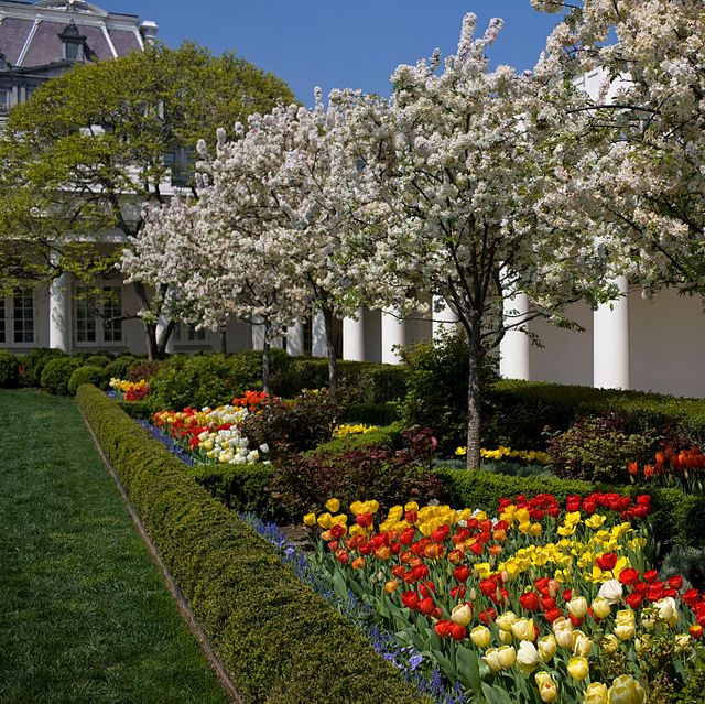 usa   white house   rose garden with flowers in bloom