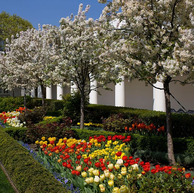White House Rose Garden History - Melania Trump's Changes to the Rose Garden