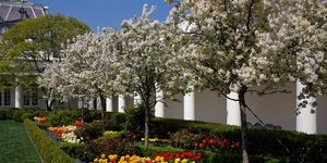 usa   white house   rose garden with flowers in bloom