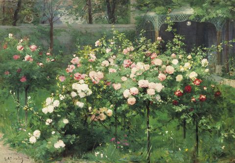 the rose garden