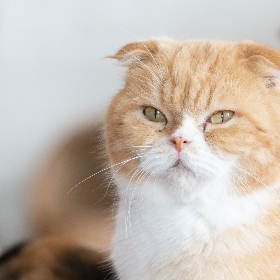 orange cat breeds scottish fold