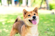 the shiba inu species is looking at its owner in the park