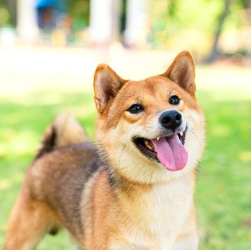 the shiba inu species is looking at its owner in the park