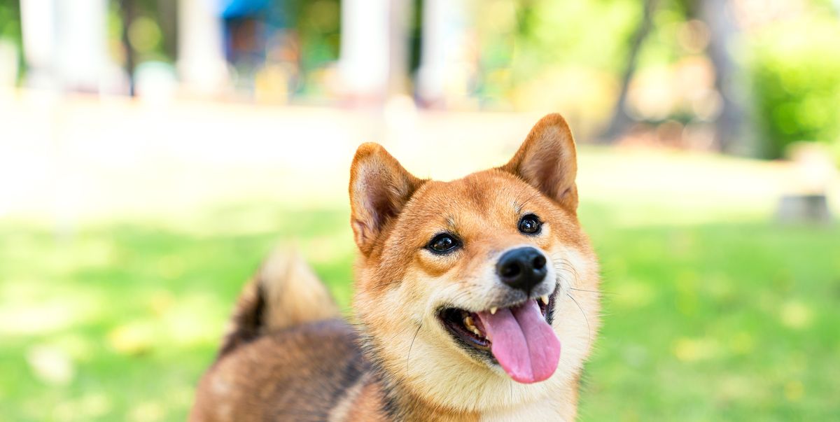 https://hips.hearstapps.com/hmg-prod/images/the-shiba-inu-species-is-looking-at-its-owner-in-royalty-free-image-1656368953.jpg?crop=1.00xw:0.753xh;0,0.187xh&resize=1200:*