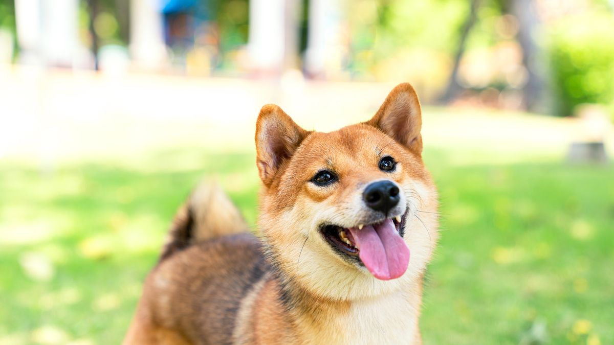 Top 10 Dog Breeds That Don’T Bark  