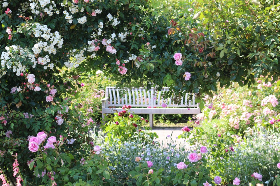 Heatwave Causes Desert Plants To Bloom At RHS Gardens