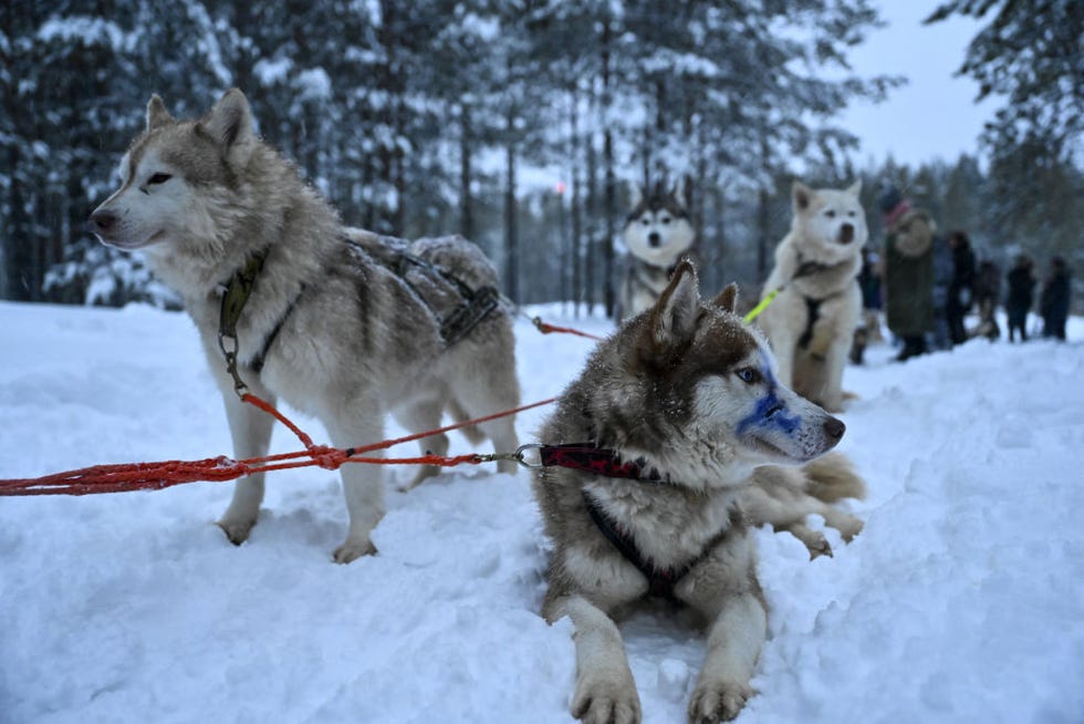 siberian huskies used for tourist sledding tours in russia's siberian region