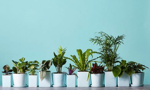 A row of plants from The Sill on a blue background
