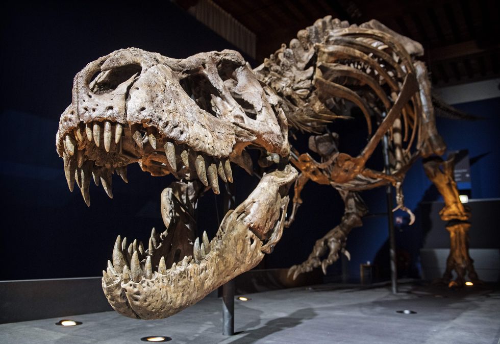 t rex skeleton netherlands museum