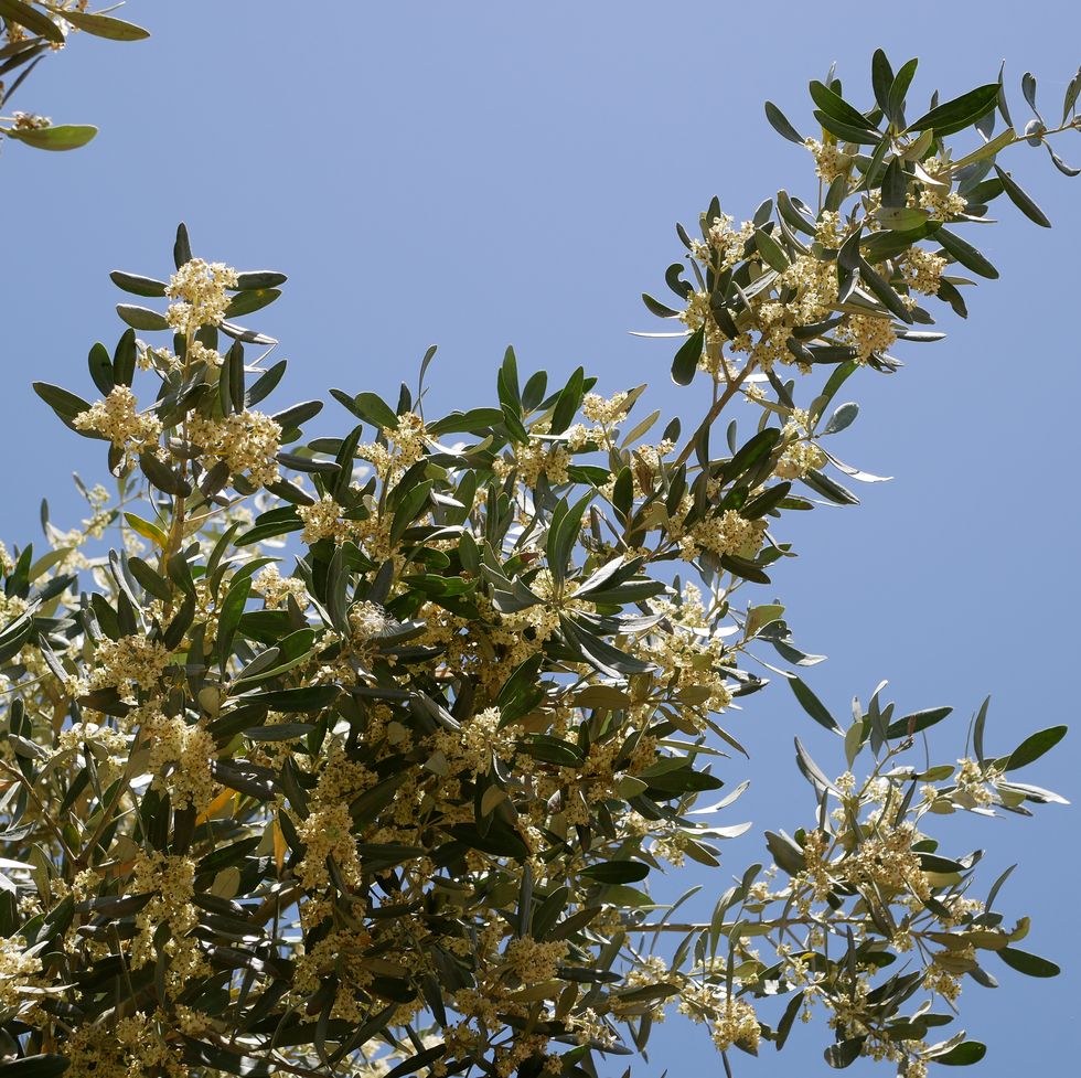 the small beige flowers of the olive tree bloomed on a sling summer day on the farm. growing environmentally friendly products.