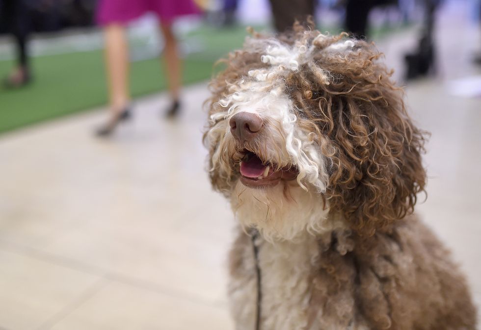140th annual westminster kennel club dog show meet the new breeds