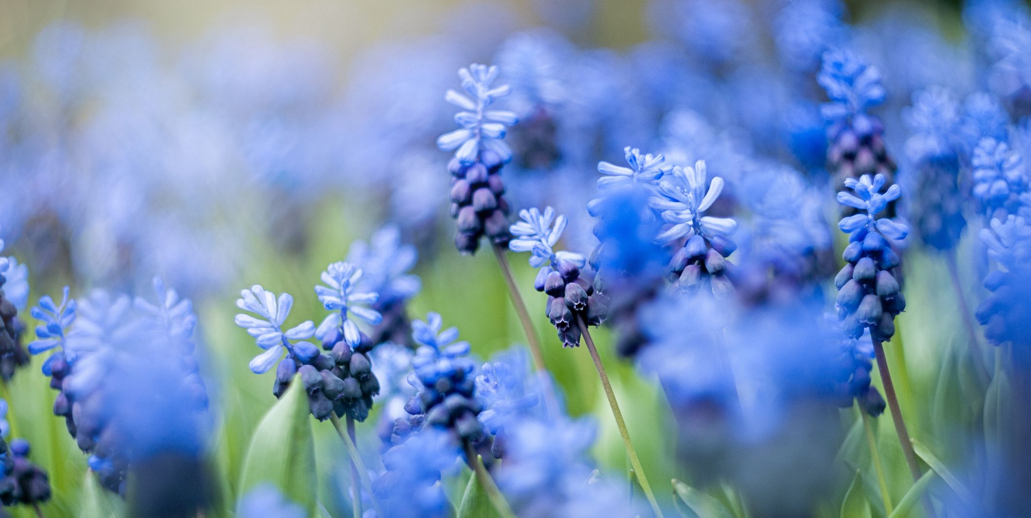 blue flowers wallpaper