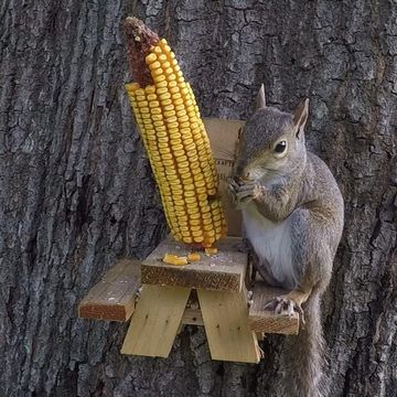 the squirrel shop mini picnic table