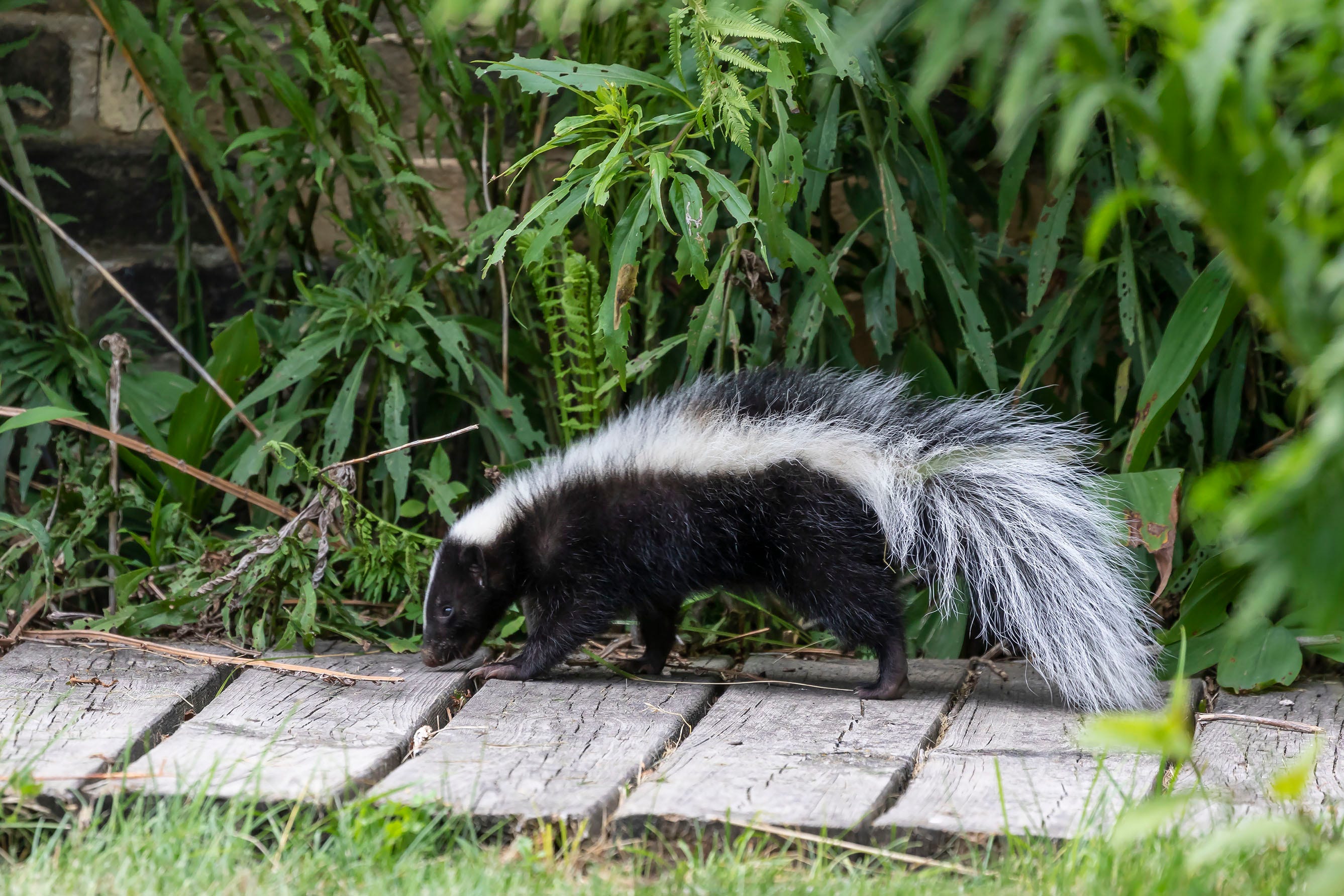 How to Keep Skunks Out of Your Yard—And What to Do If You See One