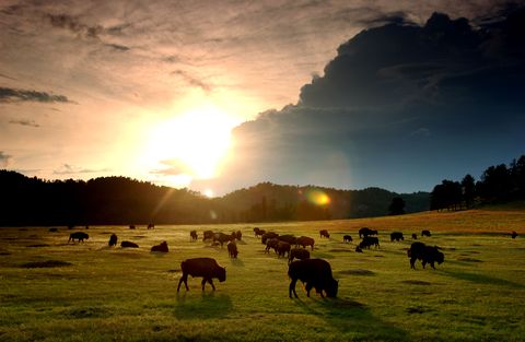 bison roam the black hills of south dakota