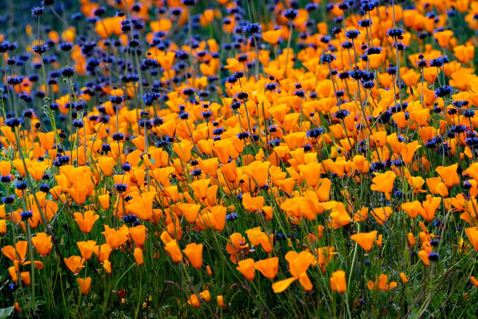 Super Bloom Of Poppies In California