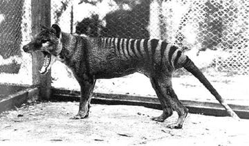 Tasmanian Tiger