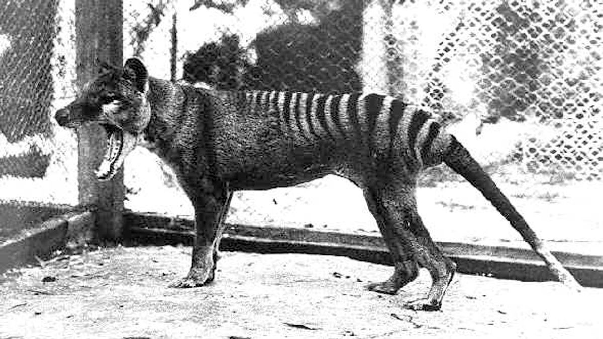 Tasmanian Tigers Are Extinct, So Why Are Locals Reporting Sightings?