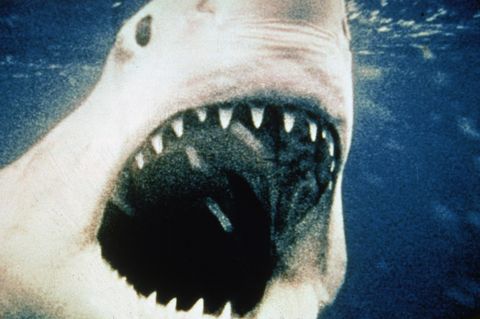 great white shark baring teeth in 'jaws,' 1975