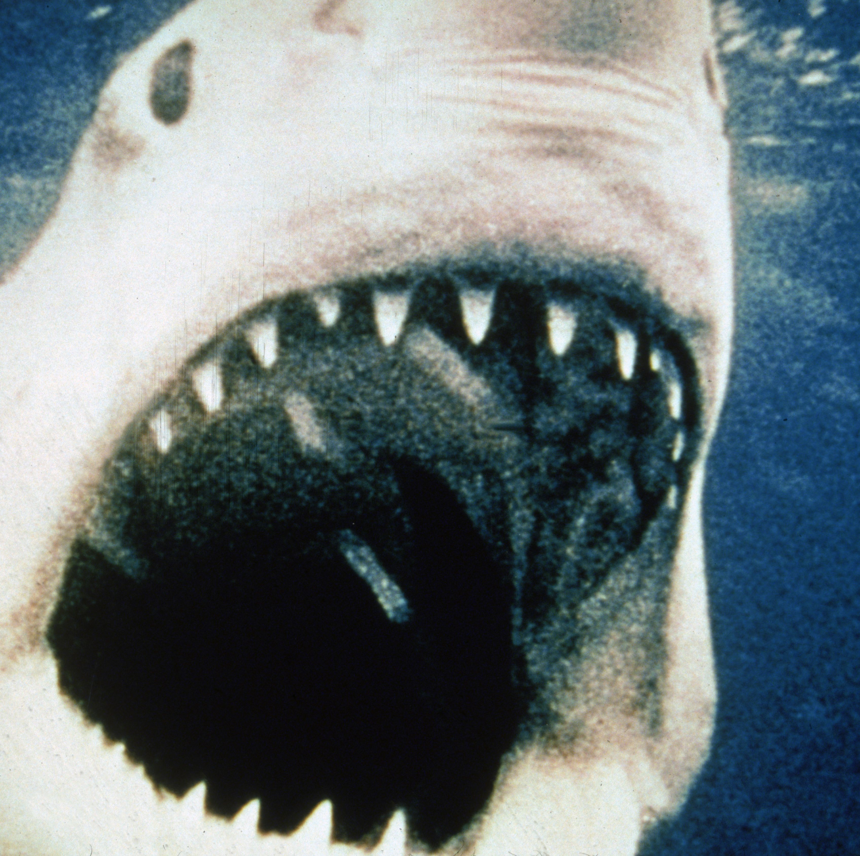 Jaws Is Still (And Will Always Be) My Favorite Movie
