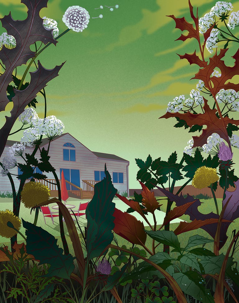 illustrated backyard with poison hemlock