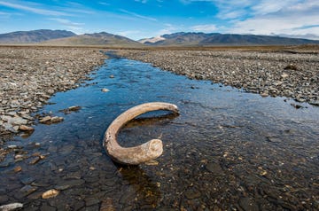 the tusk of an extinct woolly mammoth mammuthus primigenius, the common name for the extinct elephant genus mammuthus it is about 4000 years old and on wrangel island the last place on earth that the woolly mammoth lived