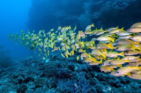 the underwater world of maldives