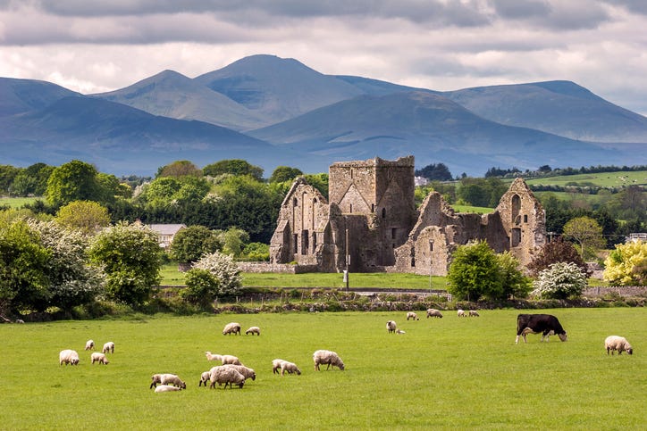 the very scenic and green country side of ireland at the rock of cashel with sheep and cows grazing