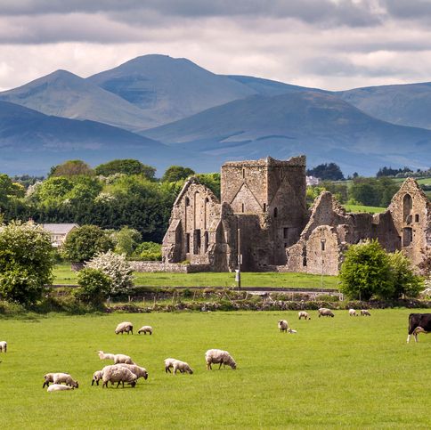 the very scenic and green country side of ireland at the rock of cashel with sheep and cows grazing