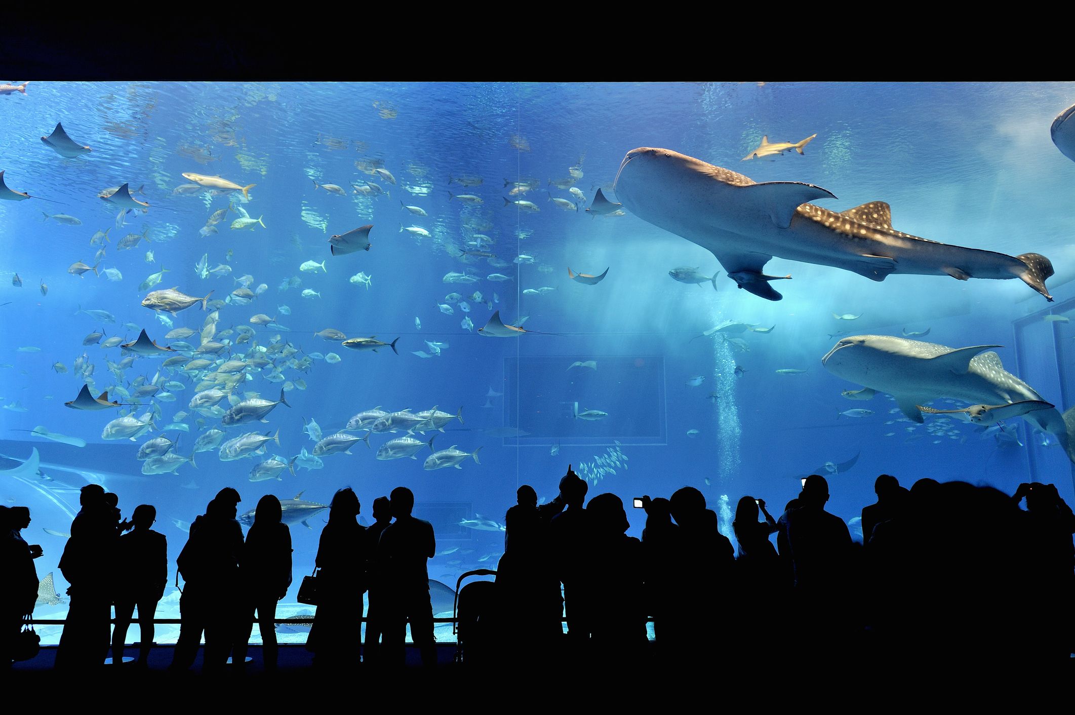 全国】連休におでかけしたい！おすすめ水族館15選。建築&空間にも注目！