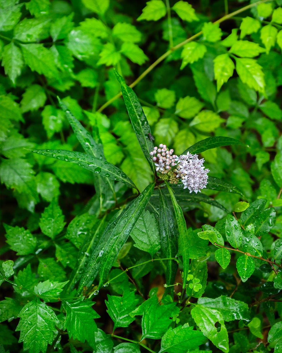 Detail of the flower head, flowers, buds and leaves of white and purplish-white swamp milkweed (Asclepias perennis). Vertical image. White and purplish-white marsh milkweed, Asclepias perennis flower head, flower, bud and leaf detail, vertical image